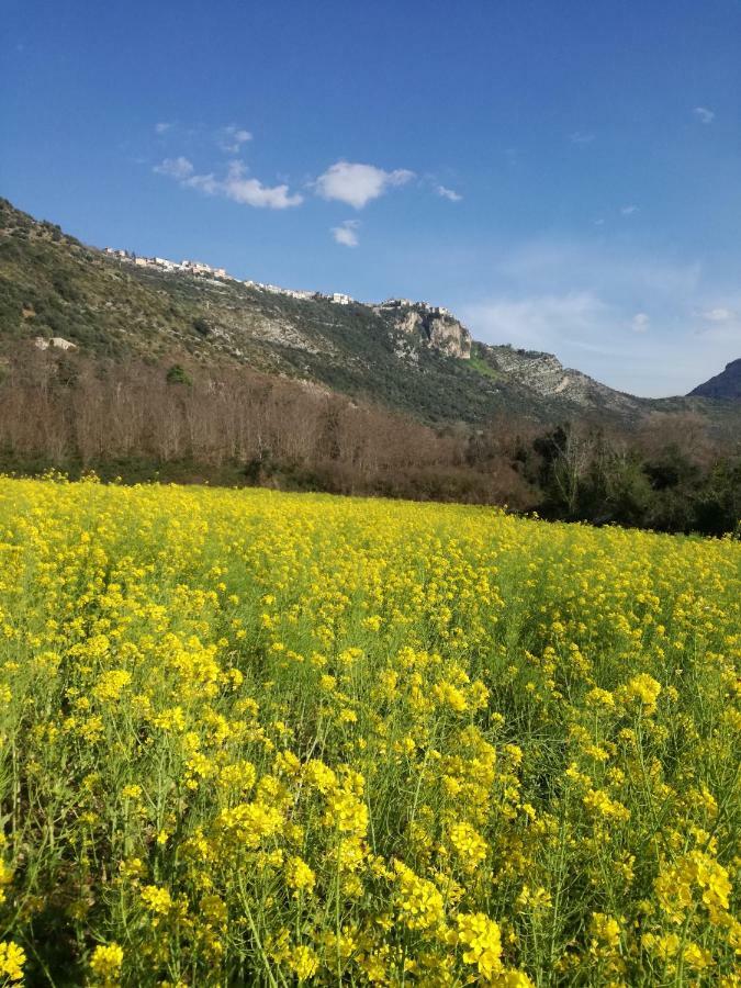 诺尔马 Casa La Calicchia旅馆 外观 照片